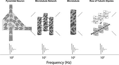 Consciousness, Cognition and the Neuronal Cytoskeleton – A New Paradigm Needed in Neuroscience